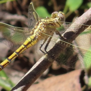 Orthetrum caledonicum at QPRC LGA - 16 Dec 2023