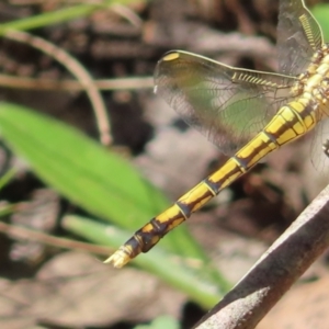 Orthetrum caledonicum at QPRC LGA - 16 Dec 2023