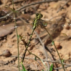 Austrogomphus guerini (Yellow-striped Hunter) at Monga National Park - 16 Dec 2023 by MatthewFrawley