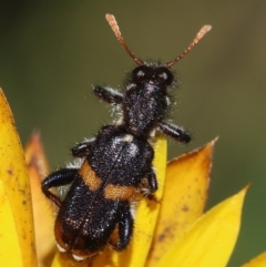 Eleale pulchra (Clerid beetle) at Hughes, ACT - 15 Dec 2023 by LisaH