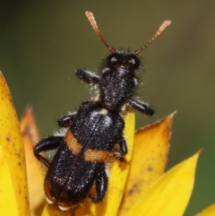 Eleale pulchra (Clerid beetle) at Red Hill Nature Reserve - 15 Dec 2023 by LisaH