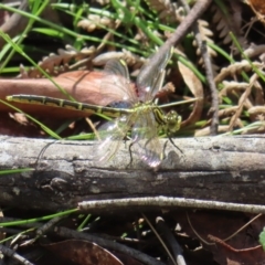 Austrogomphus guerini (Yellow-striped Hunter) at Monga National Park - 16 Dec 2023 by MatthewFrawley