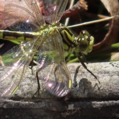 Austrogomphus guerini at Monga National Park - 16 Dec 2023