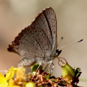 Paralucia pyrodiscus at Red Hill Nature Reserve - 15 Dec 2023