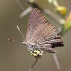 Paralucia pyrodiscus at Red Hill Nature Reserve - 15 Dec 2023