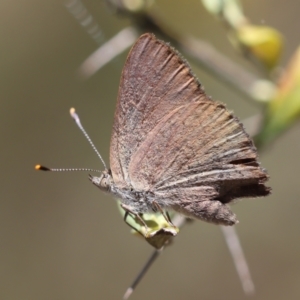 Paralucia pyrodiscus at Red Hill Nature Reserve - 15 Dec 2023