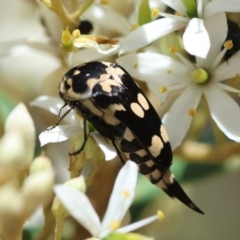 Hoshihananomia leucosticta (Pintail or Tumbling flower beetle) at Deakin, ACT - 15 Dec 2023 by LisaH