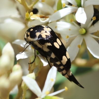 Hoshihananomia leucosticta (Pintail or Tumbling flower beetle) at Red Hill Nature Reserve - 15 Dec 2023 by LisaH