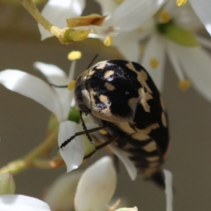 Hoshihananomia leucosticta at Red Hill Nature Reserve - 15 Dec 2023