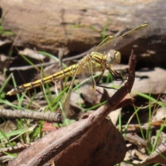 Orthetrum caledonicum (Blue Skimmer) at Monga National Park - 16 Dec 2023 by MatthewFrawley