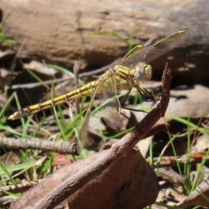 Orthetrum caledonicum at Monga National Park - 16 Dec 2023 03:19 PM