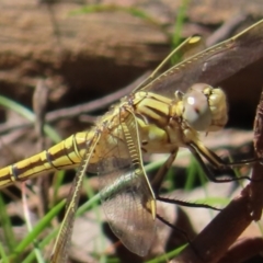 Orthetrum caledonicum at Monga National Park - 16 Dec 2023