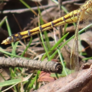 Orthetrum caledonicum at Monga National Park - 16 Dec 2023