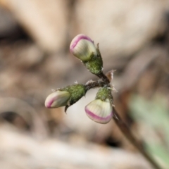 Swainsona sericea at Illilanga & Baroona - 11 Oct 2021