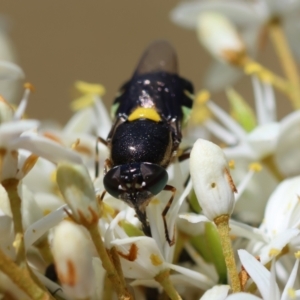 Odontomyia hunteri at Red Hill Nature Reserve - 15 Dec 2023