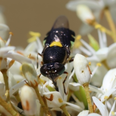 Odontomyia hunteri (Soldier fly) at Deakin, ACT - 15 Dec 2023 by LisaH