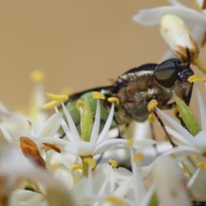 Odontomyia hunteri at Red Hill Nature Reserve - 15 Dec 2023 12:31 PM