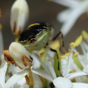 Odontomyia hunteri at Red Hill Nature Reserve - 15 Dec 2023