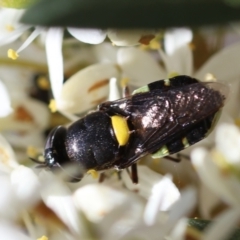 Odontomyia hunteri at Red Hill Nature Reserve - 15 Dec 2023