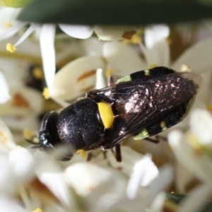 Odontomyia hunteri at Red Hill Nature Reserve - 15 Dec 2023