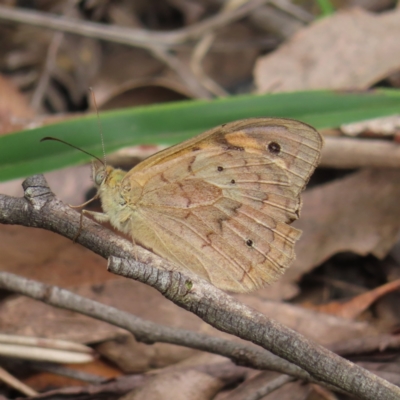 Heteronympha merope (Common Brown Butterfly) at Monga, NSW - 16 Dec 2023 by MatthewFrawley