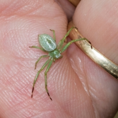 Lehtinelagia sp. (genus) (Flower Spider or Crab Spider) at Fraser, ACT - 14 Feb 2023 by AlisonMilton