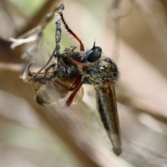 Unidentified Robber fly (Asilidae) at Hughes Grassy Woodland - 15 Dec 2023 by LisaH