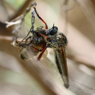Unidentified Robber fly (Asilidae) at Hughes, ACT - 15 Dec 2023 by LisaH