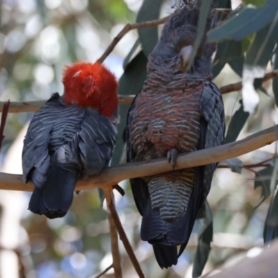 Callocephalon fimbriatum (Gang-gang Cockatoo) at Red Hill to Yarralumla Creek - 15 Dec 2023 by LisaH