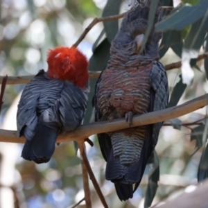 Callocephalon fimbriatum at Hughes, ACT - 15 Dec 2023