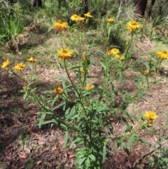 Xerochrysum bracteatum (Golden Everlasting) at Monga, NSW - 16 Dec 2023 by MatthewFrawley