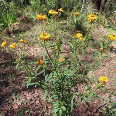 Xerochrysum bracteatum (Golden Everlasting) at QPRC LGA - 16 Dec 2023 by MatthewFrawley