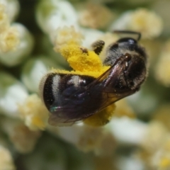 Lasioglossum (Chilalictus) sp. (genus & subgenus) (Halictid bee) at Hughes, ACT - 15 Dec 2023 by LisaH