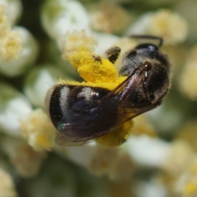 Lasioglossum (Chilalictus) sp. (genus & subgenus) (Halictid bee) at Red Hill to Yarralumla Creek - 15 Dec 2023 by LisaH