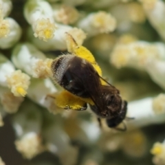 Lasioglossum (Chilalictus) sp. (genus & subgenus) at Red Hill to Yarralumla Creek - 15 Dec 2023