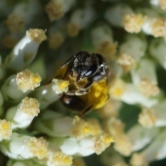 Lasioglossum (Chilalictus) sp. (genus & subgenus) at Red Hill to Yarralumla Creek - 15 Dec 2023