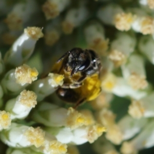 Lasioglossum (Chilalictus) sp. (genus & subgenus) at Red Hill to Yarralumla Creek - 15 Dec 2023