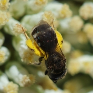 Lasioglossum (Chilalictus) sp. (genus & subgenus) at Red Hill to Yarralumla Creek - 15 Dec 2023