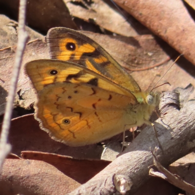 Heteronympha merope (Common Brown Butterfly) at QPRC LGA - 16 Dec 2023 by MatthewFrawley