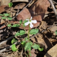 Lobelia purpurascens (White Root) at Monga National Park - 16 Dec 2023 by MatthewFrawley