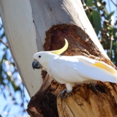 Cacatua galerita (Sulphur-crested Cockatoo) at Hughes Grassy Woodland - 15 Dec 2023 by LisaH