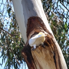 Cacatua galerita at Deakin, ACT - 15 Dec 2023