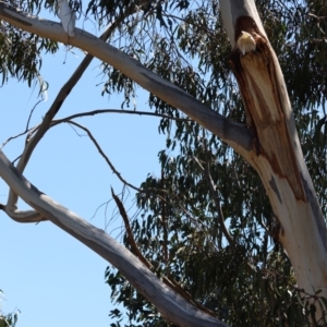 Cacatua galerita at Deakin, ACT - 15 Dec 2023