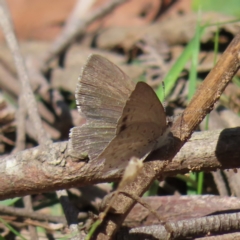 Erina hyacinthina (Varied Dusky-blue) at Monga, NSW - 16 Dec 2023 by MatthewFrawley