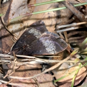 Uresiphita ornithopteralis at Kuringa Woodlands - 14 Feb 2023 02:23 PM