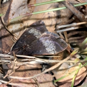 Uresiphita ornithopteralis at Kuringa Woodlands - 14 Feb 2023