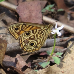 Geitoneura acantha (Ringed Xenica) at Monga, NSW - 16 Dec 2023 by MatthewFrawley