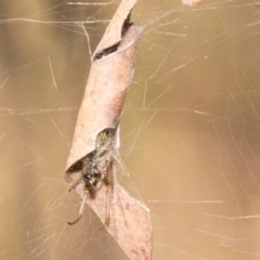 Phonognatha graeffei (Leaf Curling Spider) at Kuringa Woodlands - 14 Feb 2023 by AlisonMilton