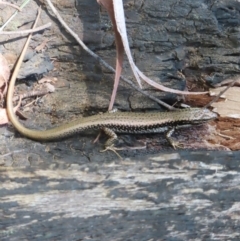 Eulamprus heatwolei (Yellow-bellied Water Skink) at Monga National Park - 16 Dec 2023 by MatthewFrawley