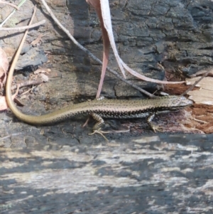 Eulamprus heatwolei at Monga National Park - 16 Dec 2023 03:35 PM